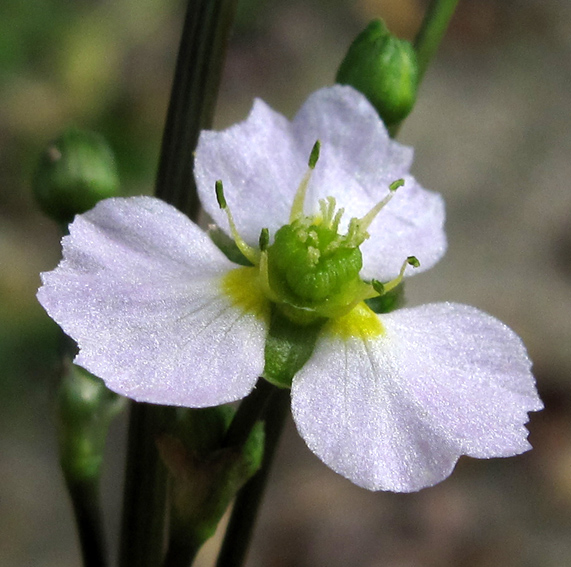  - Alisma lanceolatum Ourches 12-9-09 185